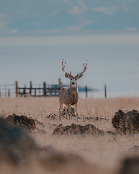 Antelope Island Buck Print