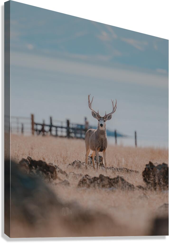 Antelope Island Buck Canvas Print
