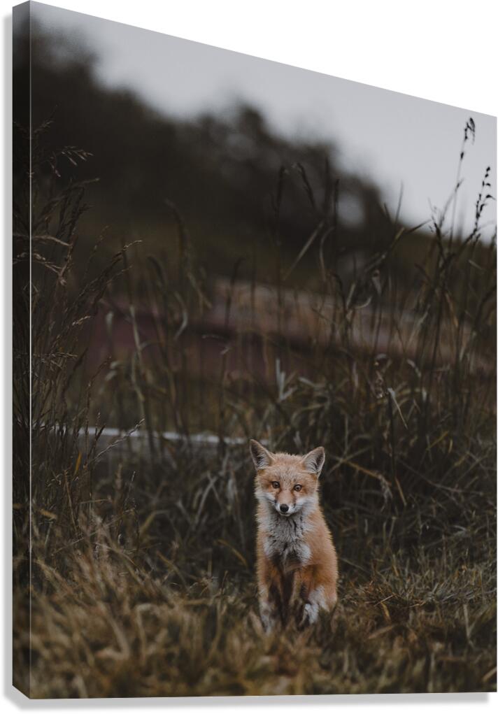 Baby Fox Canvas Print