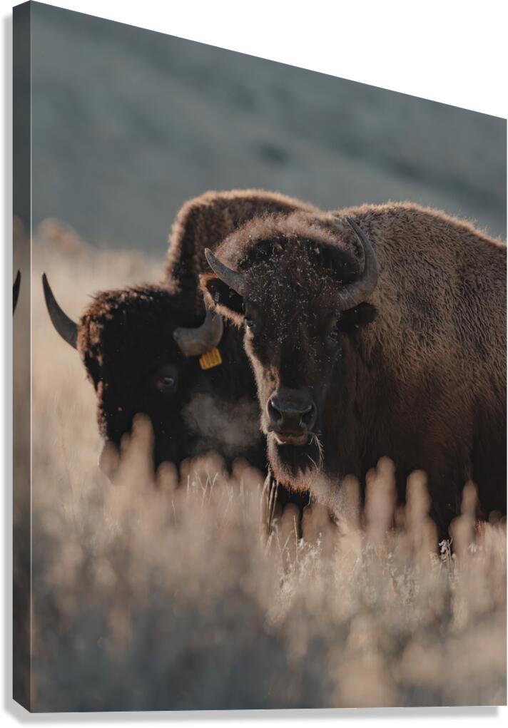 Bison Stare Canvas Print