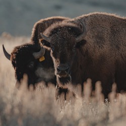 Bison Stare