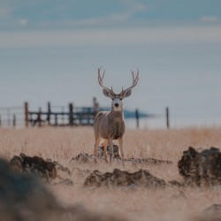 Antelope Island Buck