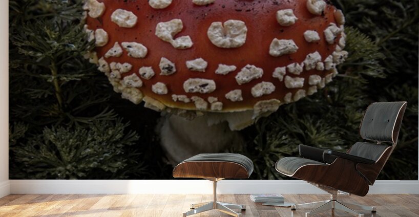 Mushroom Wall Murals